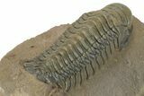 Prone Crotalocephalina Trilobite - Top Quality Specimen #210162-5